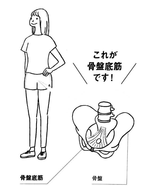 骨盤底筋ってなあに?