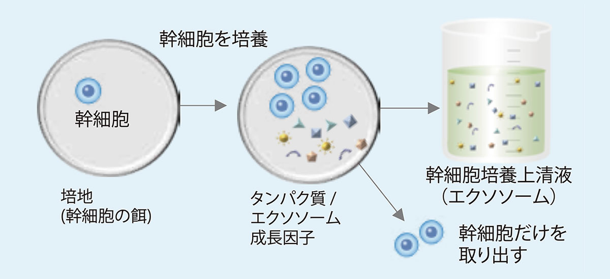 トリプルエクソソーム　幹細胞培養